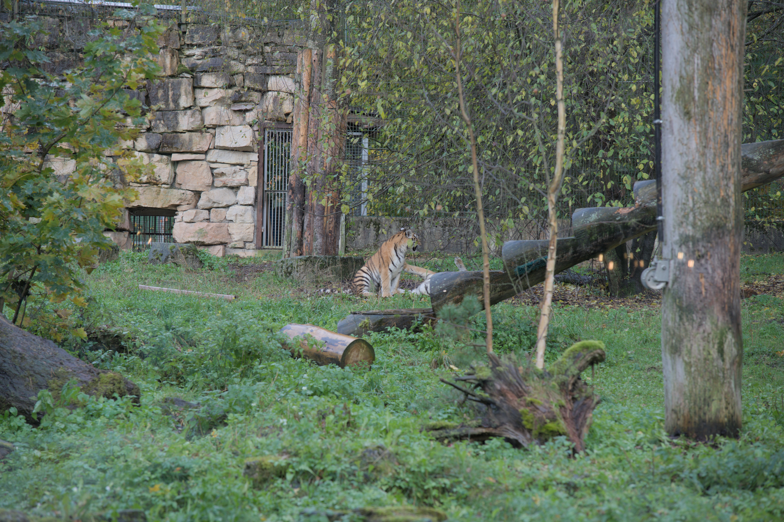 2025/10/12 - zoo/DSC_0120.jpg